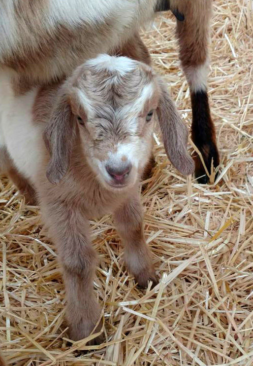 Goats